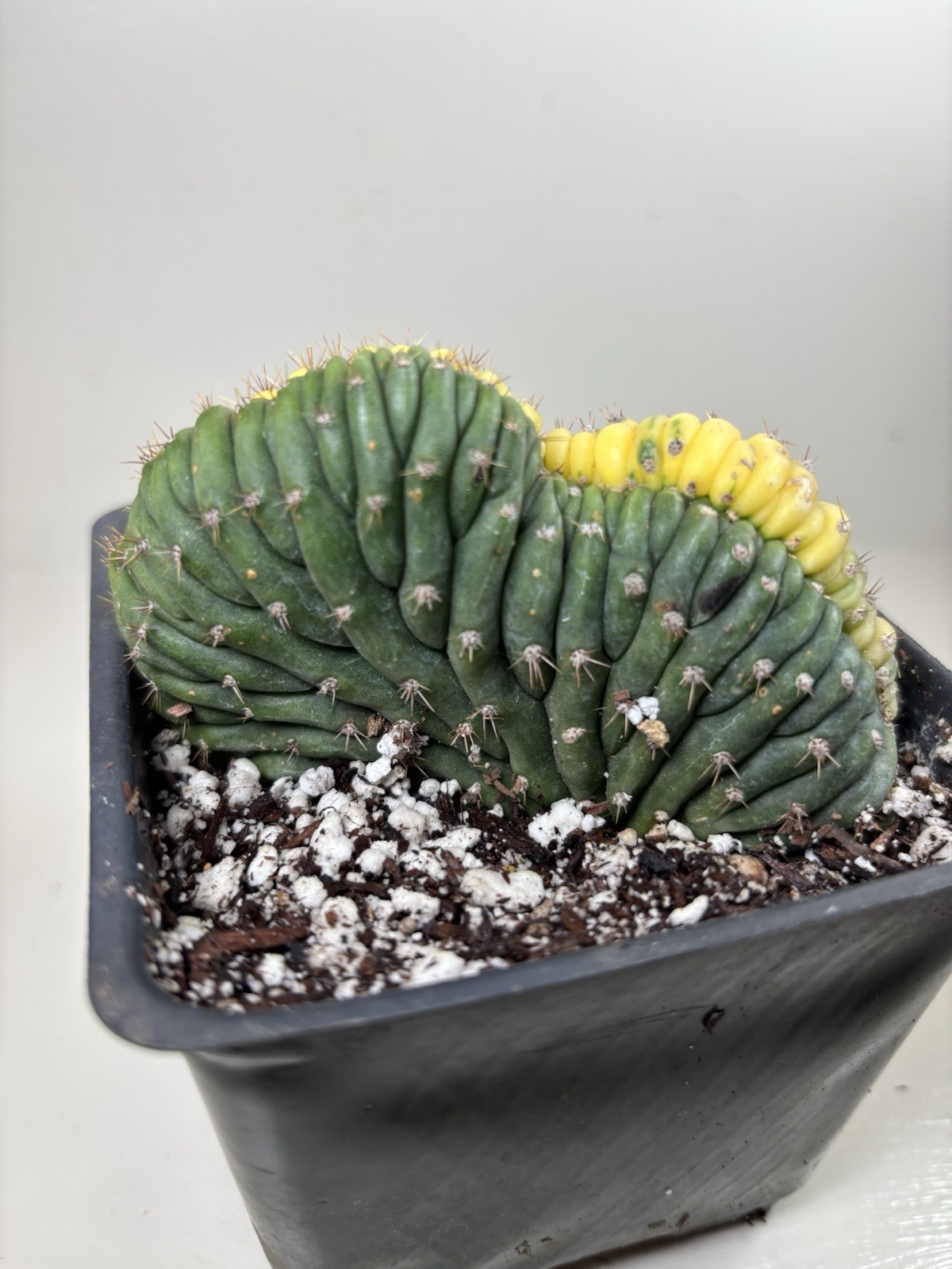 Live Crested Cactus Plant Variegated – 4” Grow Pot – Ships Bare Root