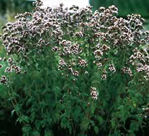 Oregano Greek Origanum vulgare hirtum 10,000 seeds