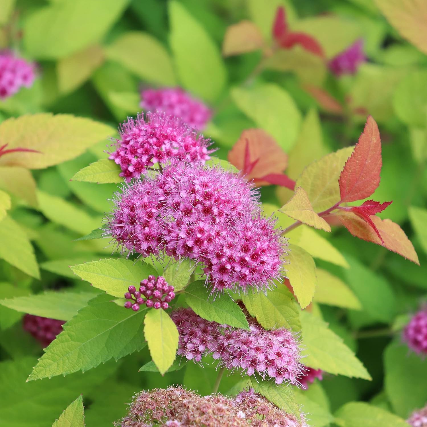 2 Gallon s Spirea Double Play Candy Corn Shrub