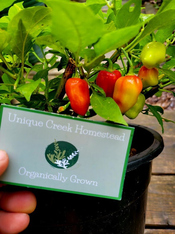 Habanero Red Dwarf Super Hot Pepper Seeds Organically Grown Unique Creek
