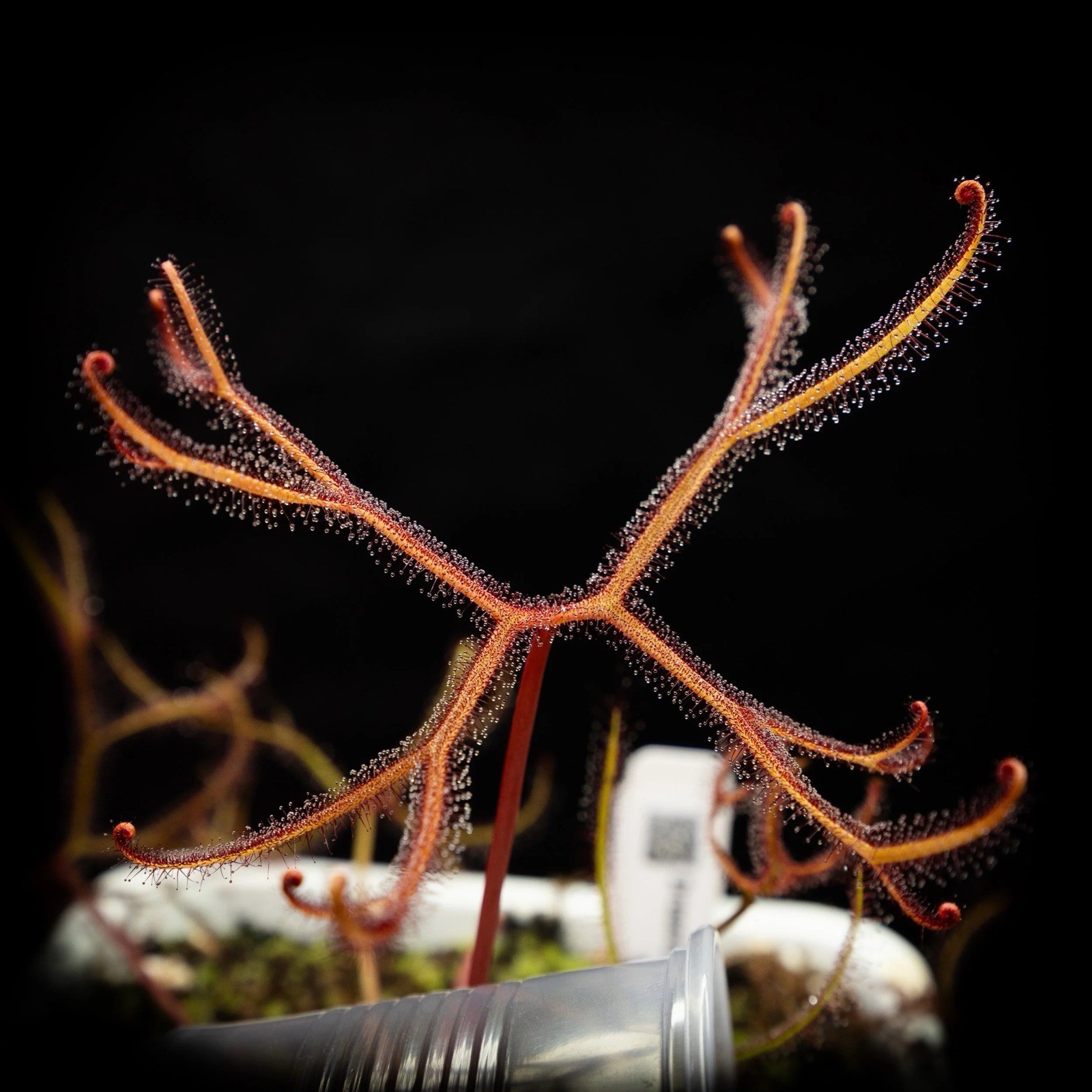 Staghorn Sundew — Drosera binata v multifida ‘Extrema’ — Young Adult Plant