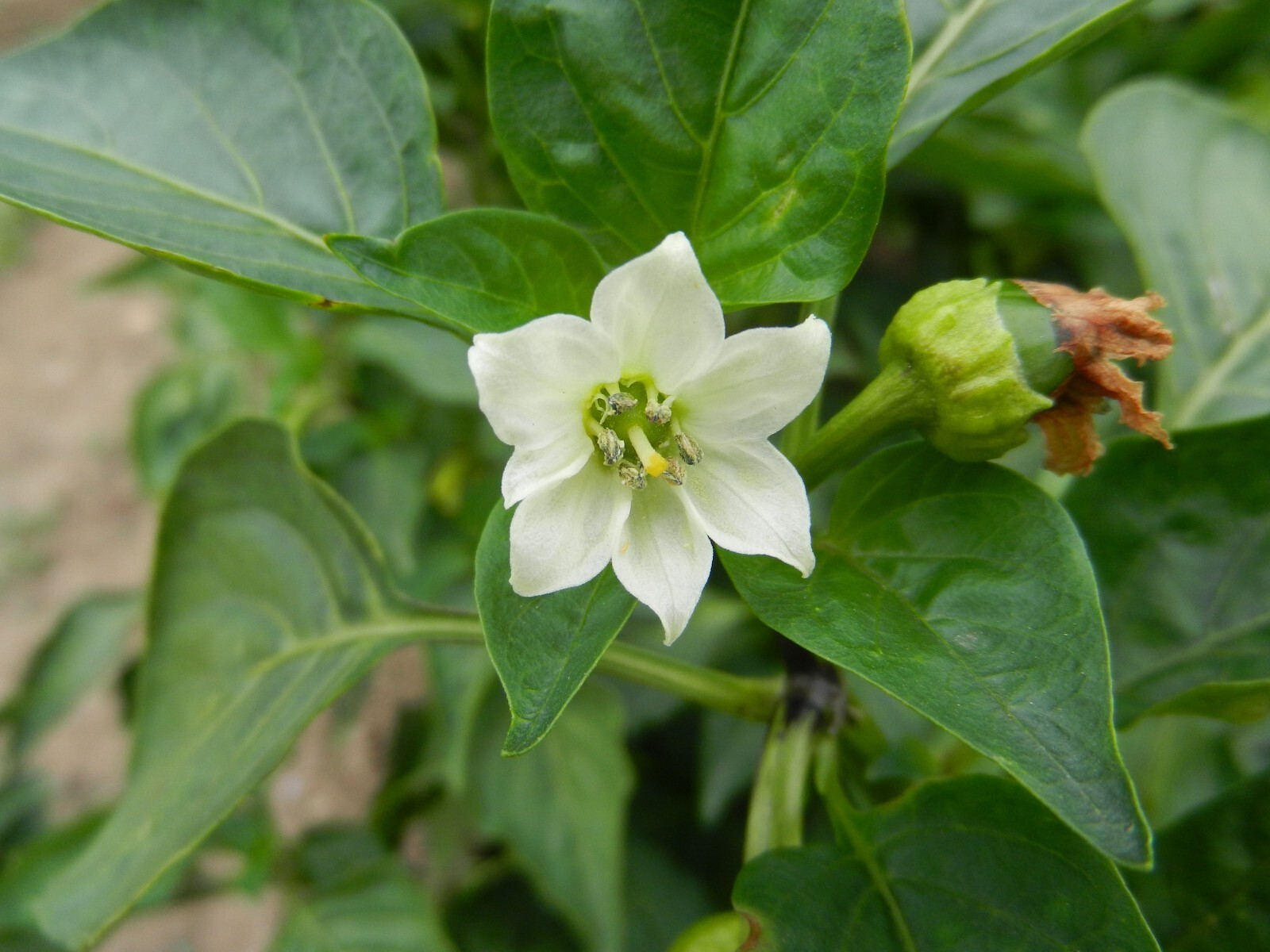 Pepper Seeds- Alma Paprika Pepper -10 Heirloom Seeds – All Natural