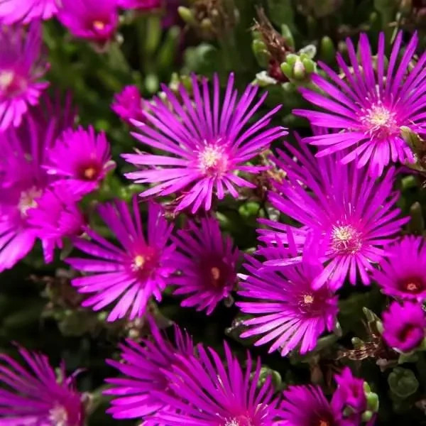 Hardy Ice Plant, Delosperma Cooperi Vibrant Ground Cover | Rare Succulents