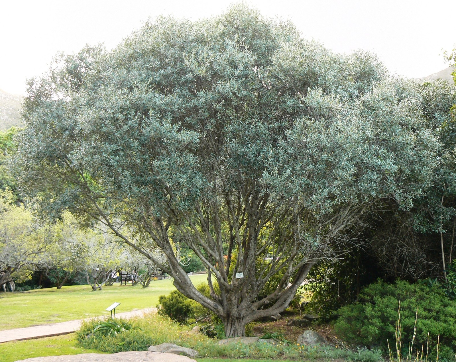 Canino Olive Tree Seeds | Italian Virgin Oil Perennial Seed 2024 Fast Shipping