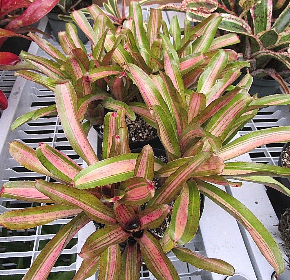 BROMELIAD Terrarium Vivarium Wholesale ULTIMATE Neoregelia 10 Pack 10 Varieties