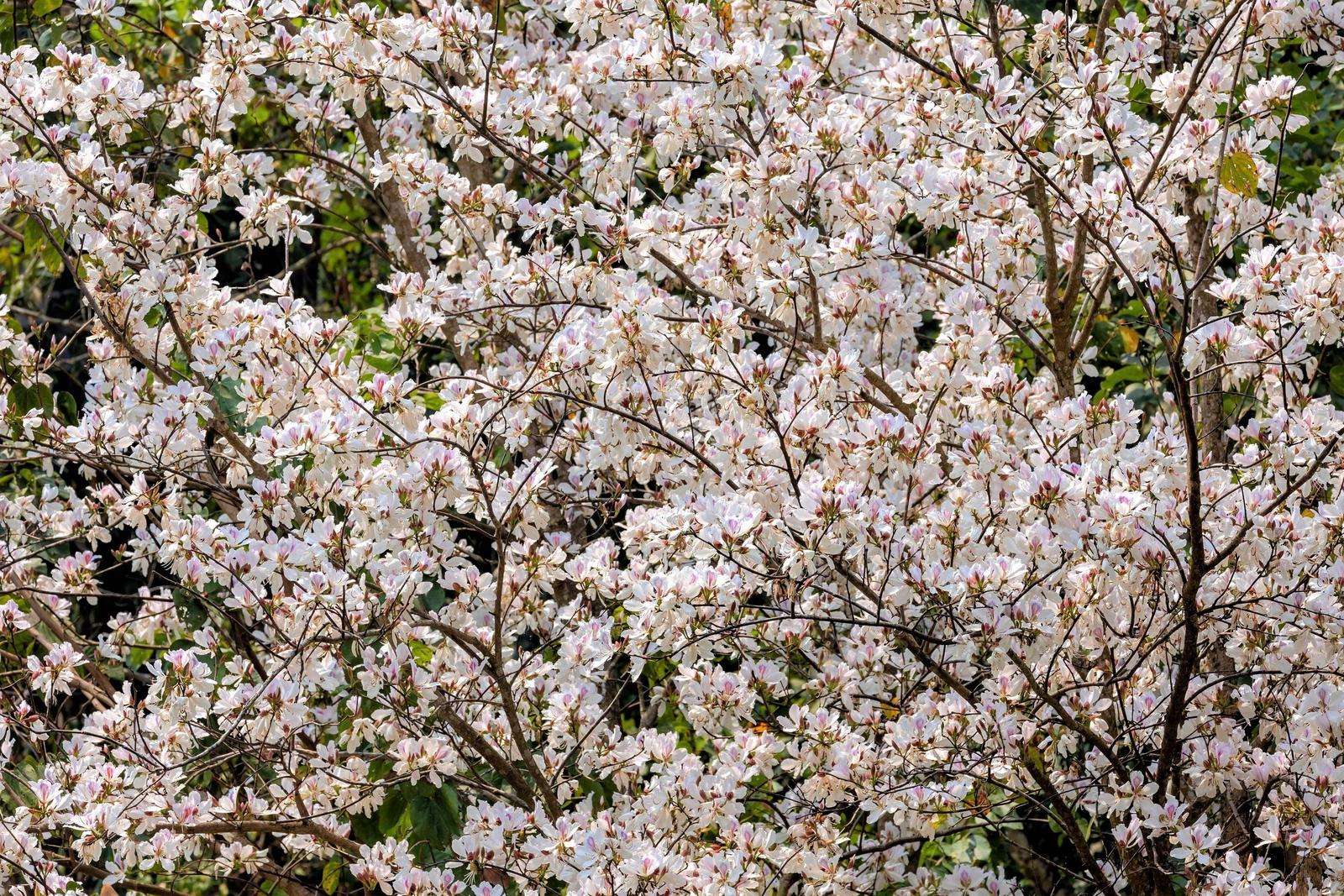 10 WHITE ORCHID TREE Bauhinia Alba Camel’s Foot Butterfly Flower Tree Seeds
