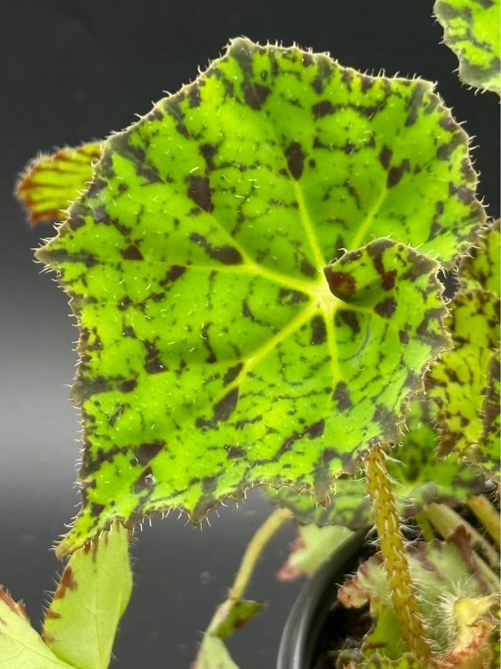 Lime Fever Begonia – 4″ Pot Live Plant – Free Shipping