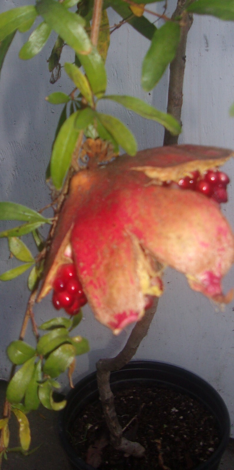 DWARF POMEGRANITE TREE IN POT ABOUT 60 INCHES TALL MAKES FRUIT LOCAL PICK UP