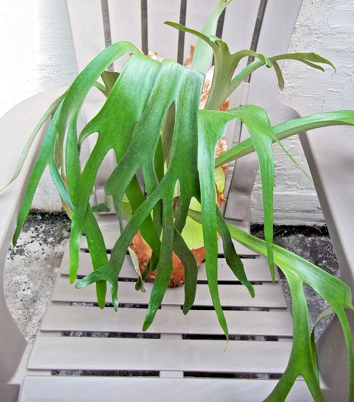 Live Plant Platycerium bifurcatum Staghorn Fern Large Bare Root Division