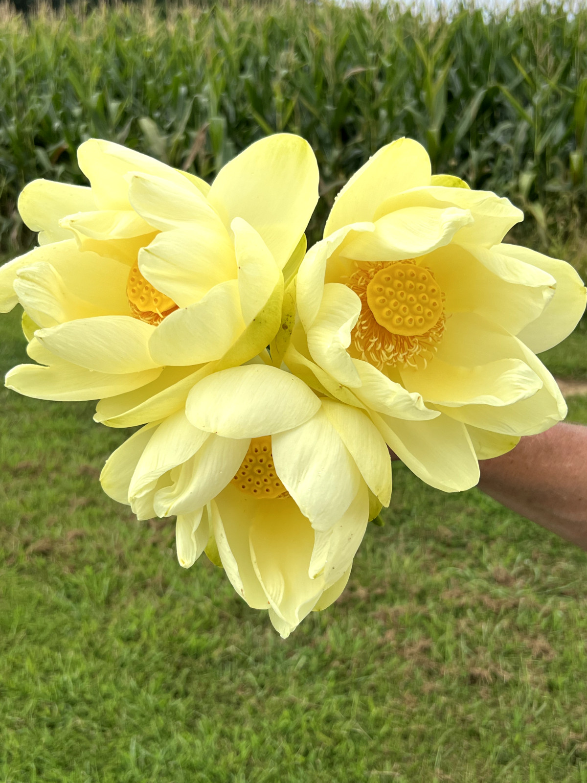 120 Seeds Yellow Lotus Flower Seeds American Water Lily for Pots or Pond