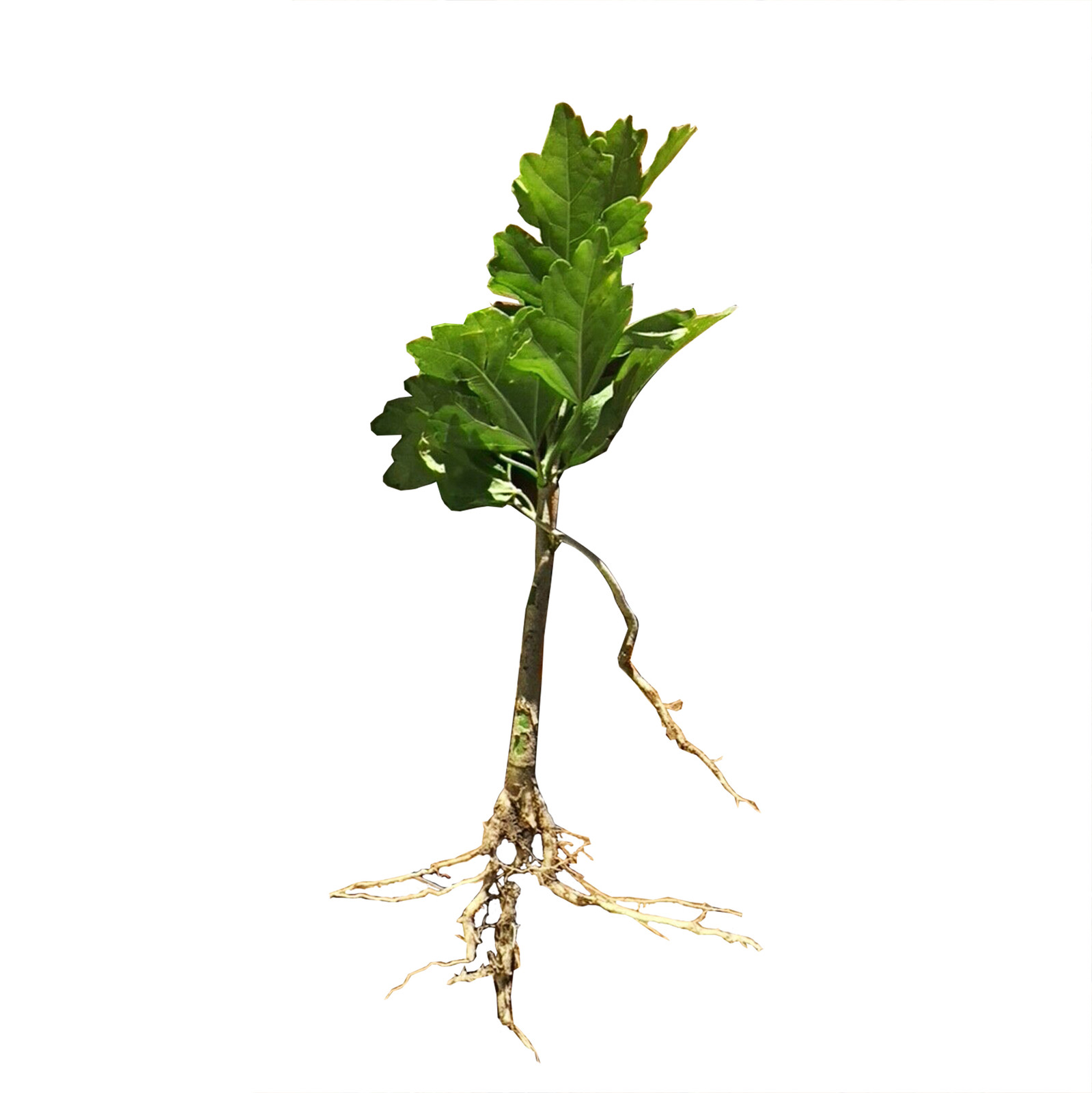 Hibiscus Live Plant w/ Roots Transplant Starter Bush HIBISCUS-30″ Tall 1PK