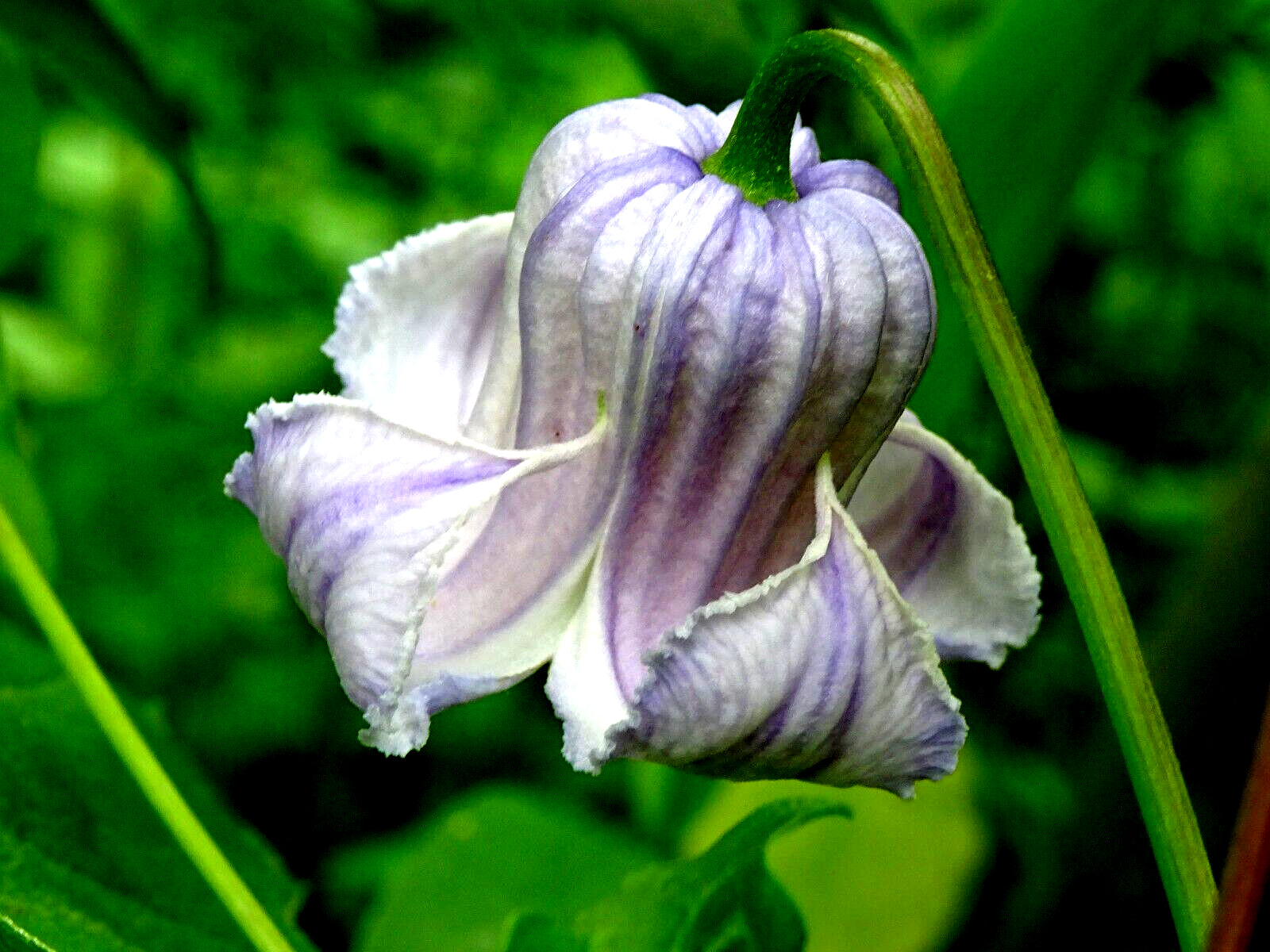 Clematis crispa Blue Jasmine 10 seeds from 2023 Native perennial vine organic