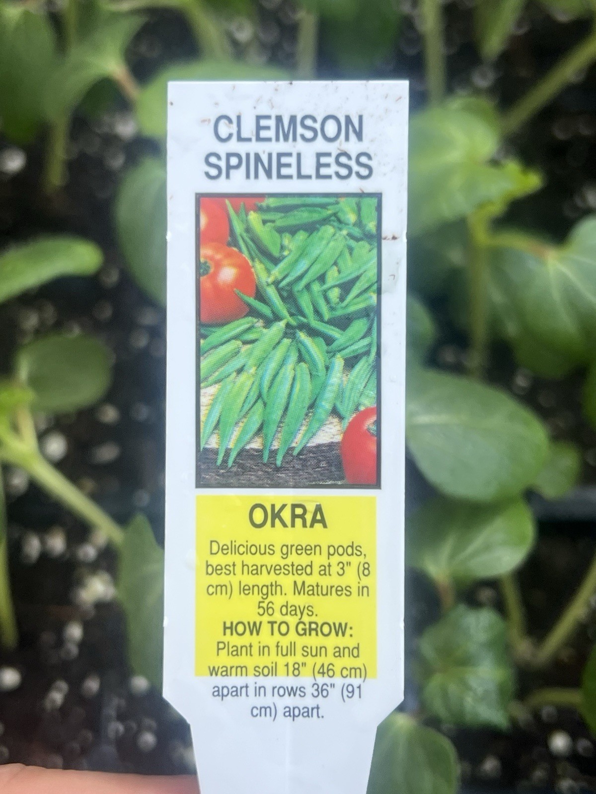 3 Live OKRA Clemson Spineless Plants
