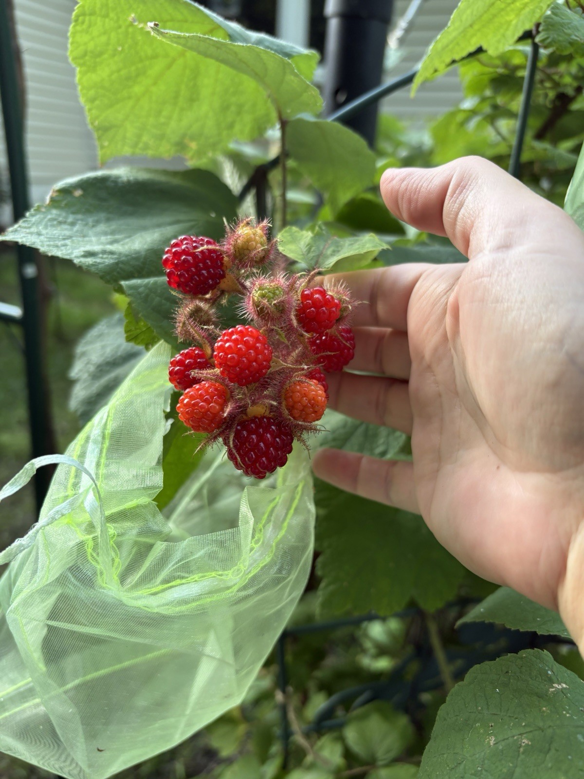 Raspberry Plant In 4” Pot