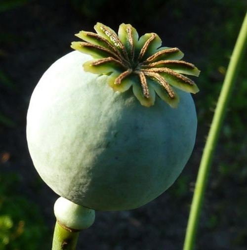 1,000 Rare Turkish White Poppy Seeds – P. Somniferum – Giant Sold White Blooms
