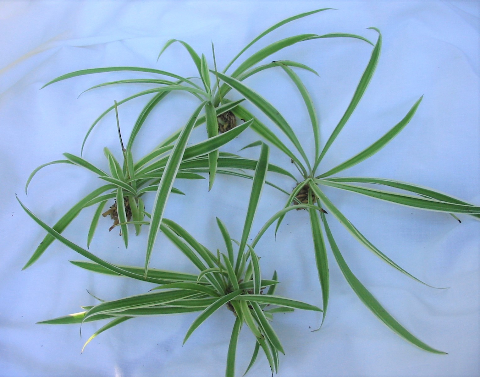 Small Spider Plant Babies – 4 Piece – Fresh LIVE With Roots Ready to plant