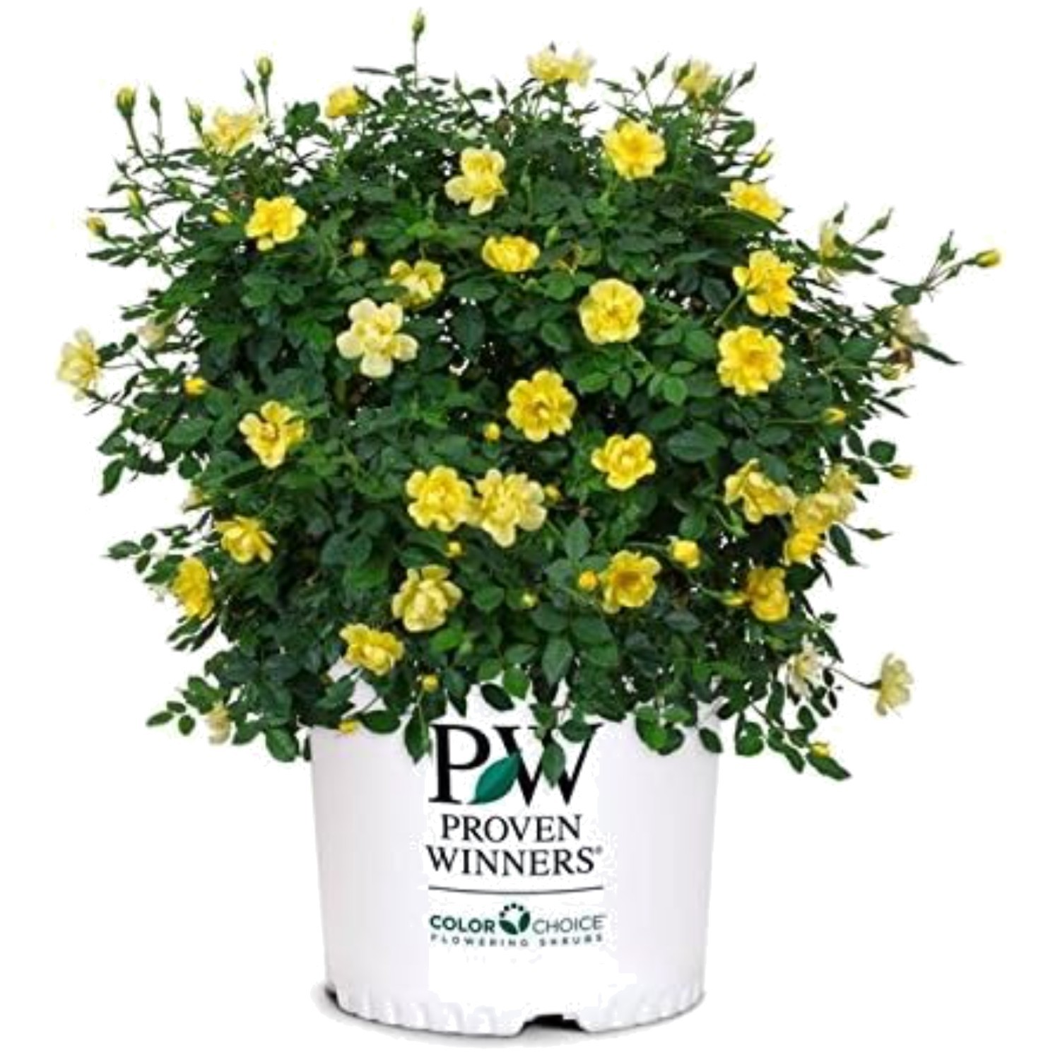 Hardy Yellow Rose Bush – Full Sun – Moisture Needs: Moderate