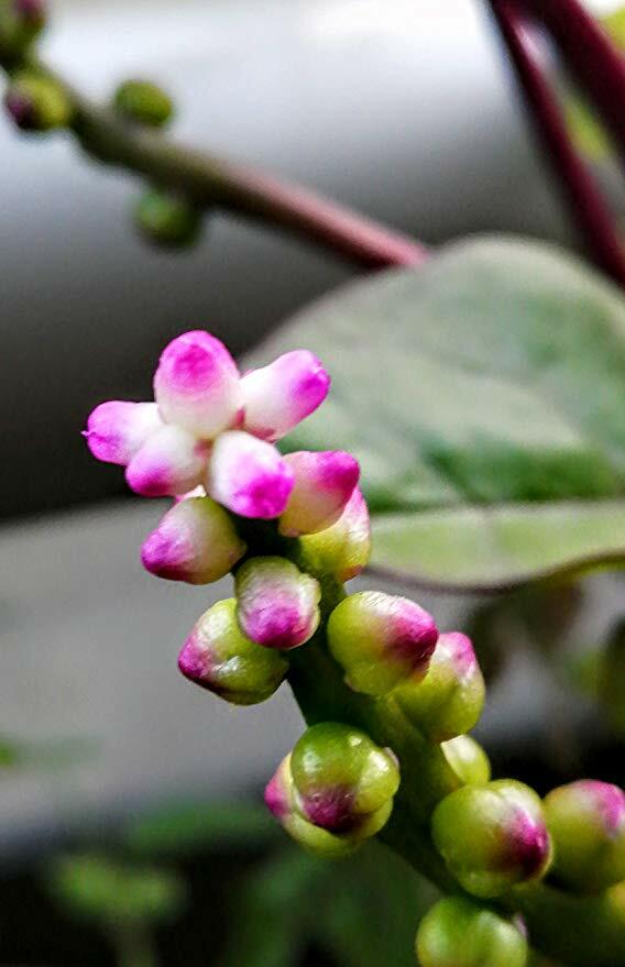 50 Red Vine Malabar Spinach Vegetable Seeds Basella alba Ceylon Spinach Non-GMO