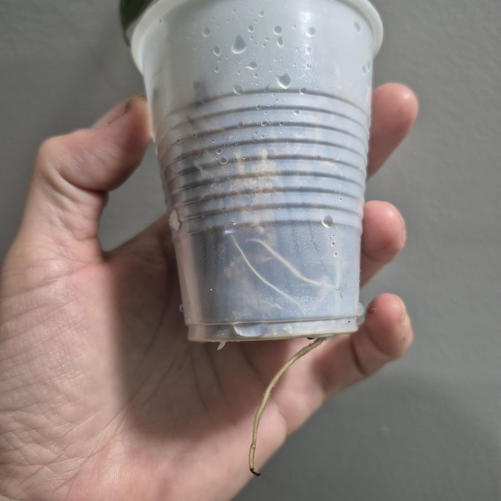 Monstera Adansonii – Monstera Swiss Cheese – 2.5 Inch – EXACT PLANT