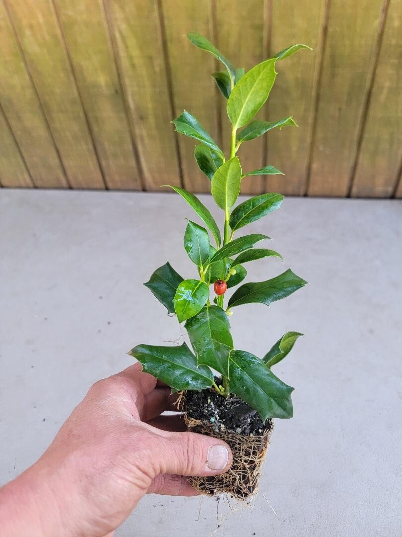 ( 1 ) – Nellie R. Stevens Holly Tree – Starter Plant – ( 1 live plant )