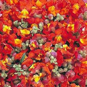 Snapdragon Floral Showers Red-Yellow 2,000 seeds