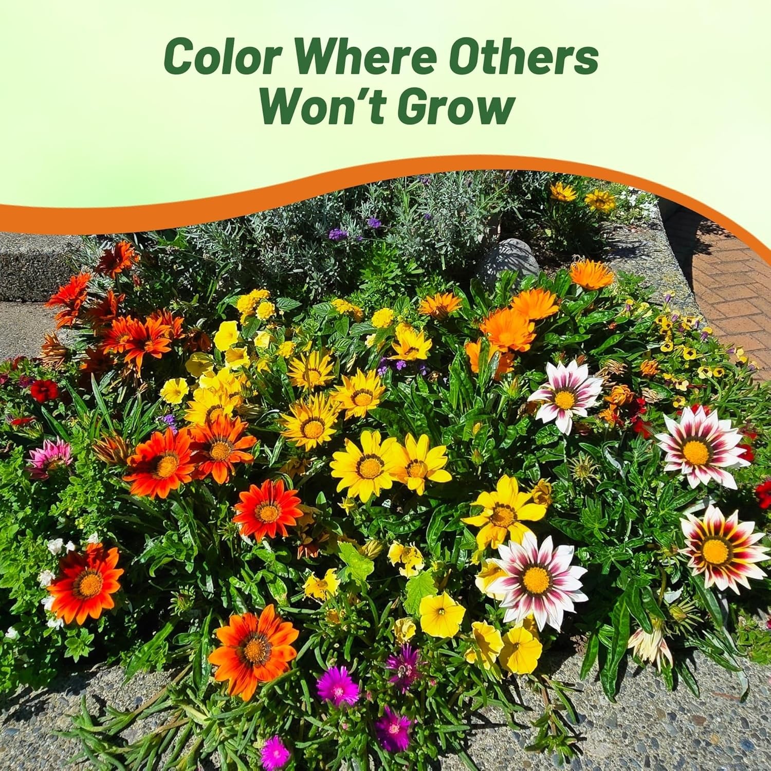 500 Seeds Drought Tolerant Gazania Treasure Flower Ground Cover Plant Seeds