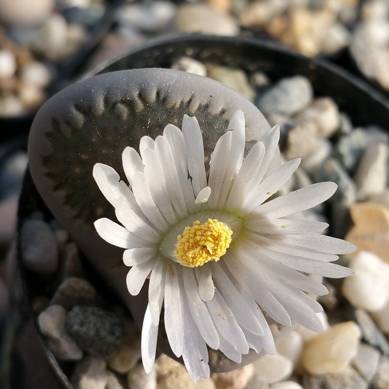 Lithops living stones cactus Cacti Succulent real live plant