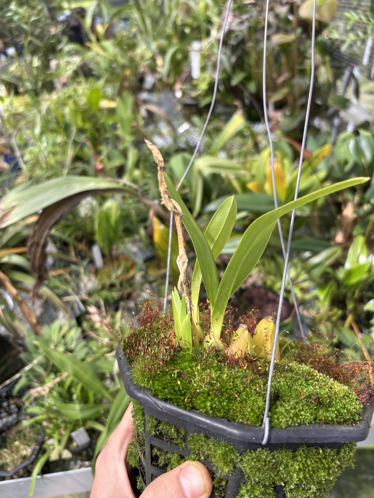 Rhynchostele aptera RED FORM very Rare Compact Orchid Species Mexico