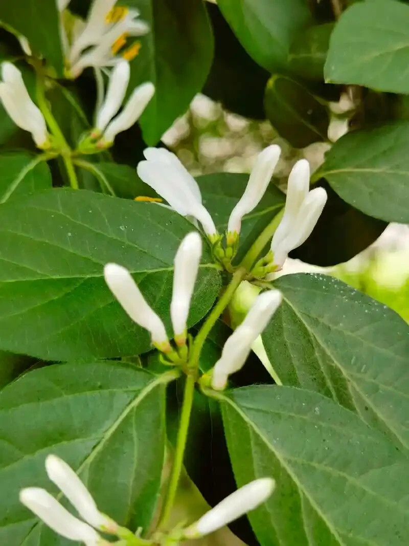 50Pcs Lonicera fragrantissima | Winter Honeysuckle | 50_Seeds