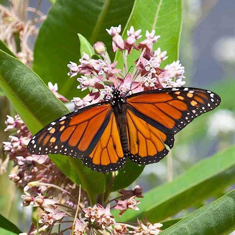 Showy Milkweed Pink Seeds Flower. 50 Seeds. Free Shipping!