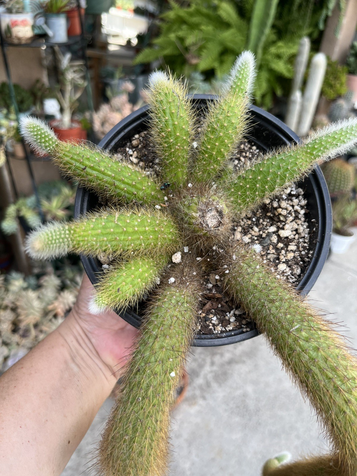 Monkey tail Cactus 🌵 with 6 cuttings and 17/14 inch cutting is sent bare roo
