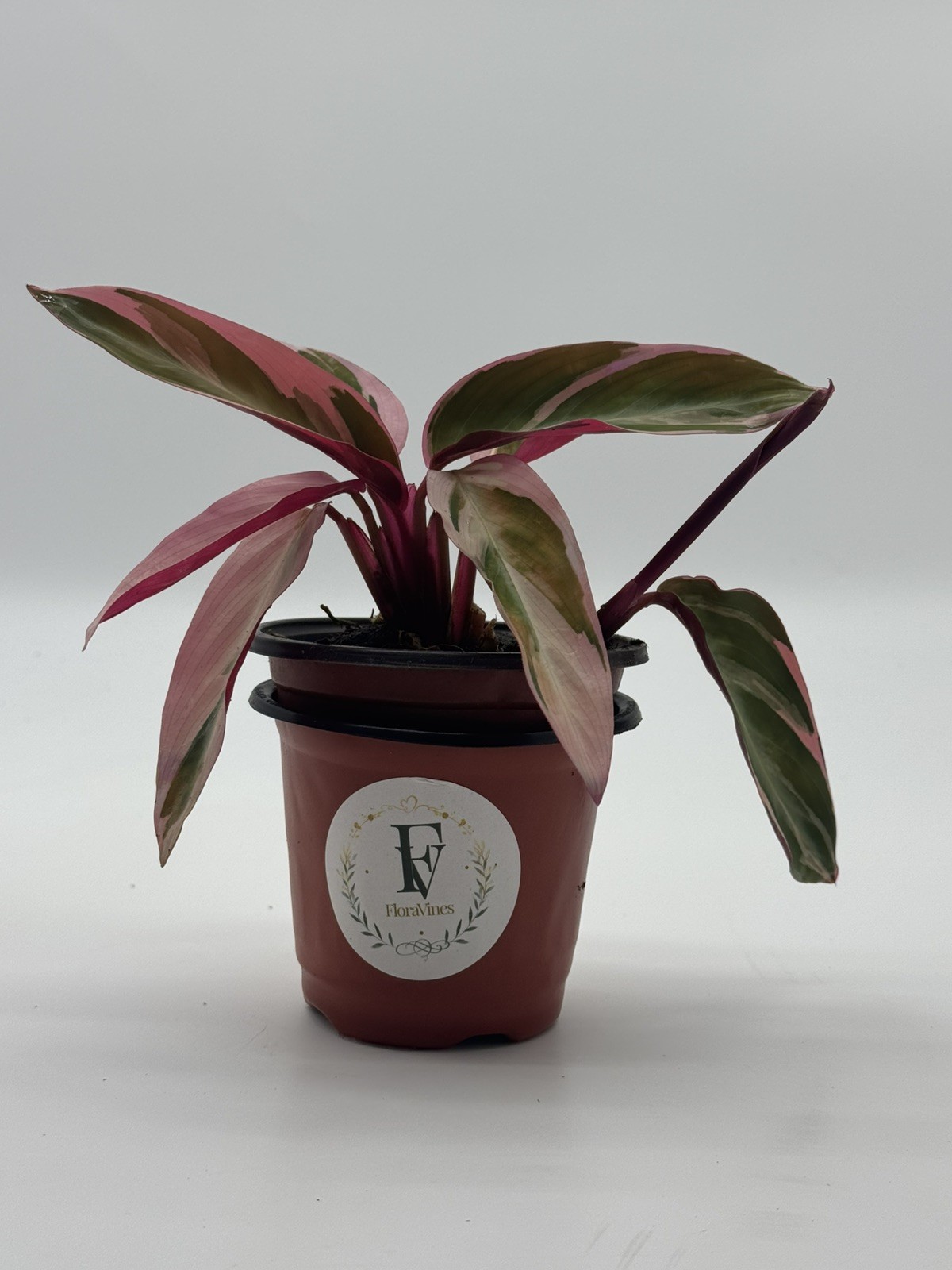 Stromanthe Triostar 4 inch Pot Sanguinea Indoor House Plant Live Plant