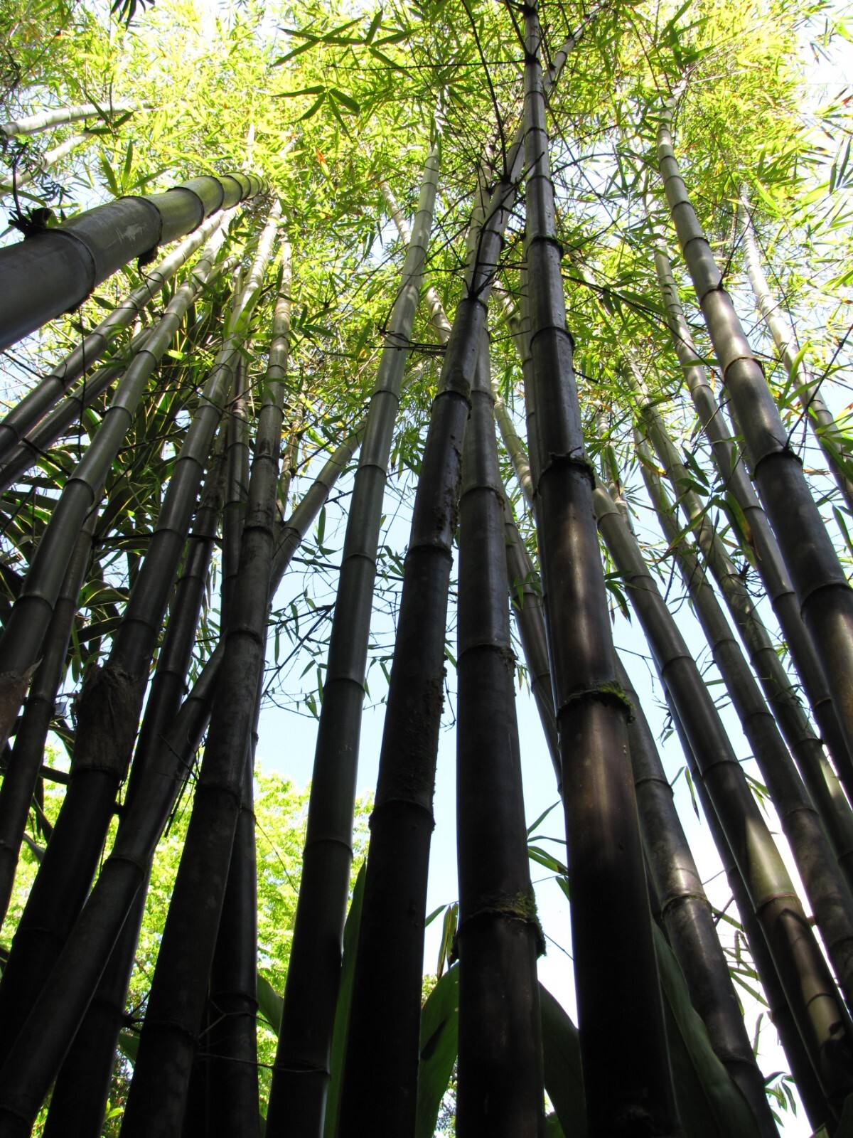 Black Bamboo Phyllostachys Nigra Live Bare Root Plant Rhizomes 4 at $79