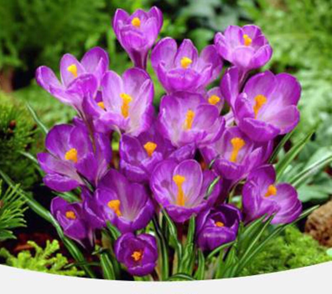 20 SEEDS Fraerie Purple CROCUS fragrant flower exotic garden plant USA Seller