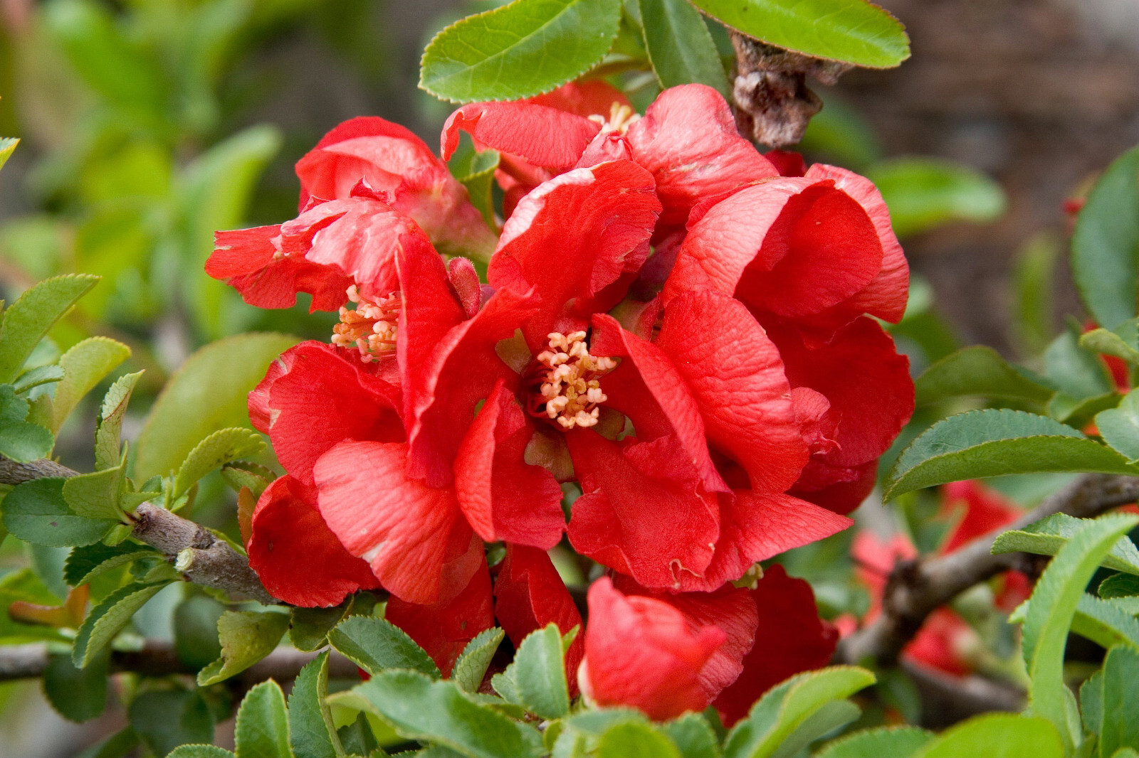 TEXAS SCARLET FLOWERING JAPANESE QUINCE LIVE STARTER PLANT