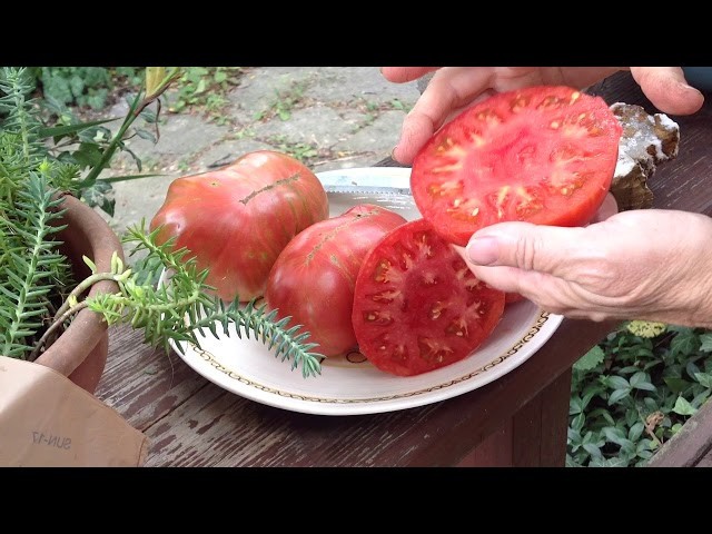 10 seeds DWARF Firebird Sweet Tomato Organic Rare Variety DTP beefsteak