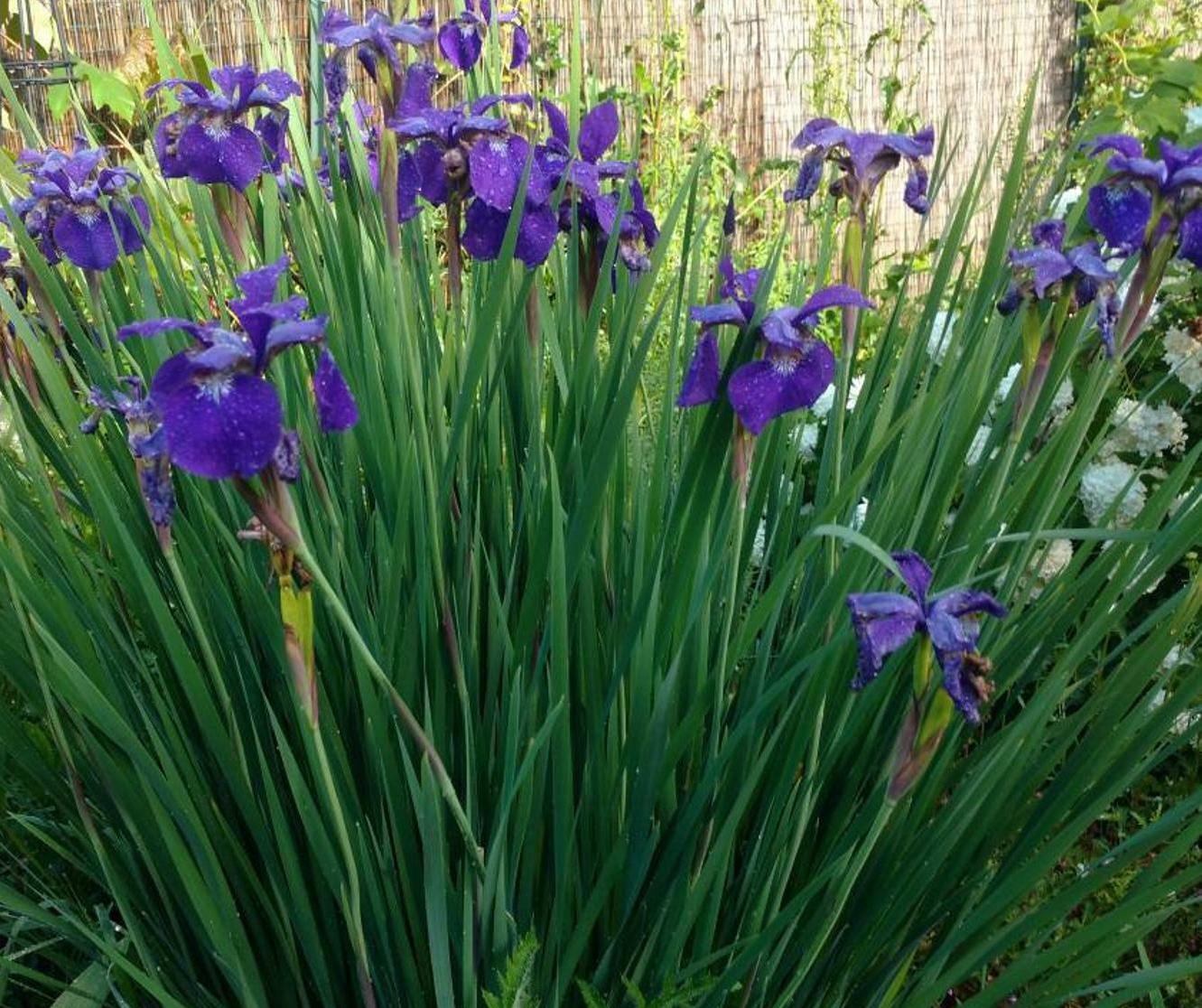 SIBERIAN IRIS SIBERICA – 12+ MIXED COLOR PLANTS / RHIZOMES – LOOK!