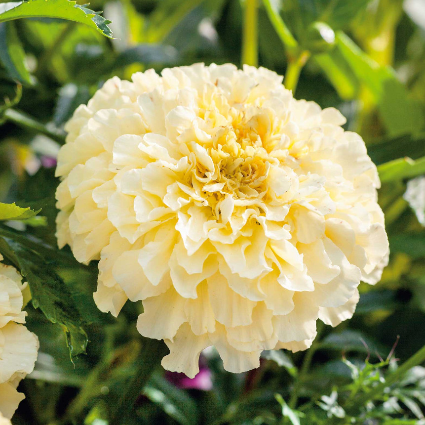 African Marigold MOONLIGHT YELLOW Dwarf 18-24″ Beneficial USA Non-GMO 100 Seeds