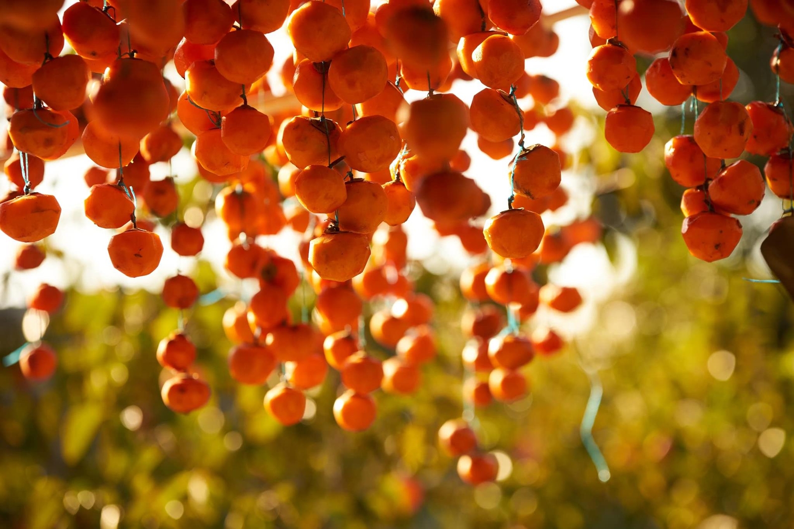 American Persimmon Tree Seeds – 20 Seeds – Made in USA, Ships from Iowa – Popula