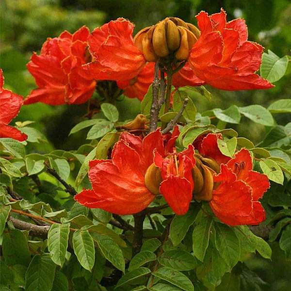 Spathodea campanulata AFRICAN TULIP TREE Orange Flowers – 5 Seeds!