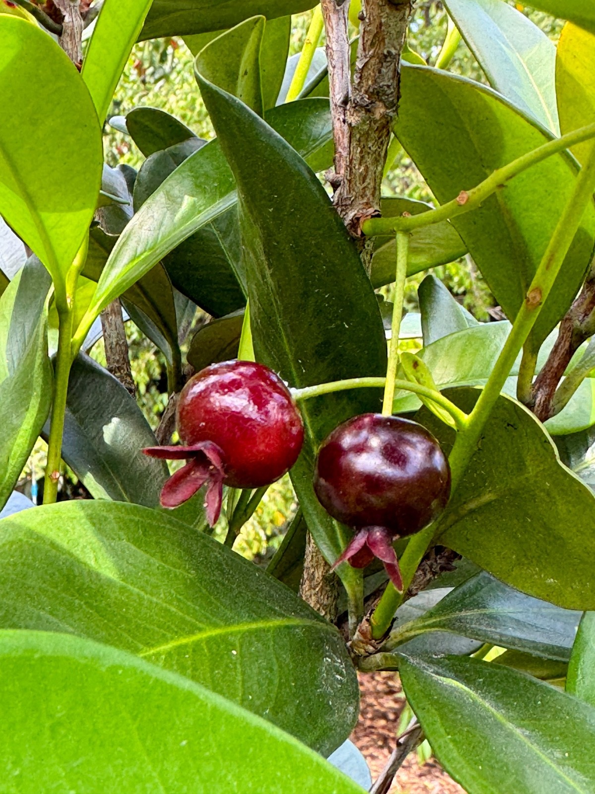 Dwarf Grumichama Eugenia Itaguehiensis Cherry Tropical Fruit Tree Starter plant