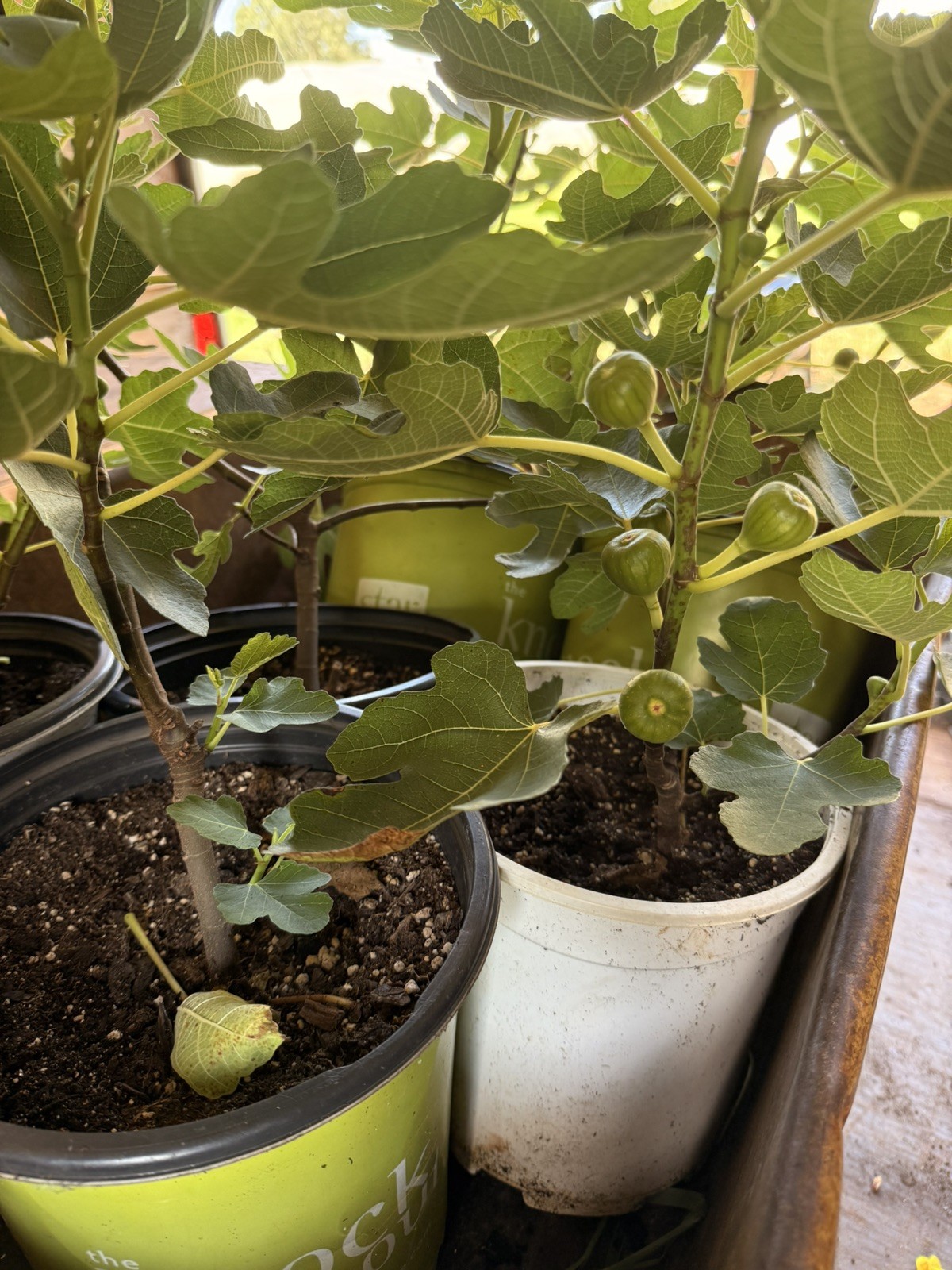 10 FIG TREE CUTTINGS -FRESH- From Fruiting Tree 4 in Each Organic