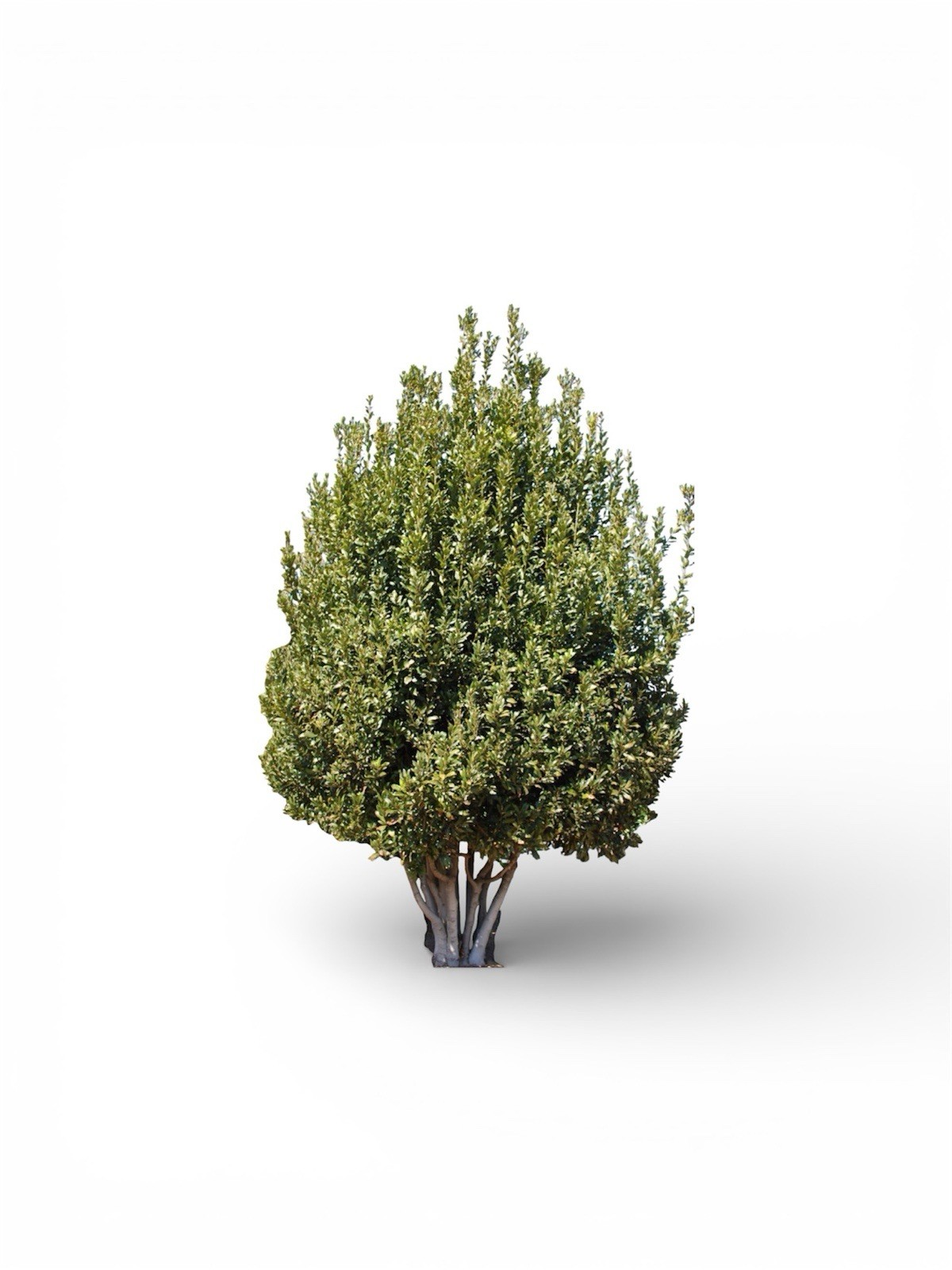Laurus nobilis – ‘Bay Leaf Tree’ – Bay Laurel or Sweet Bay