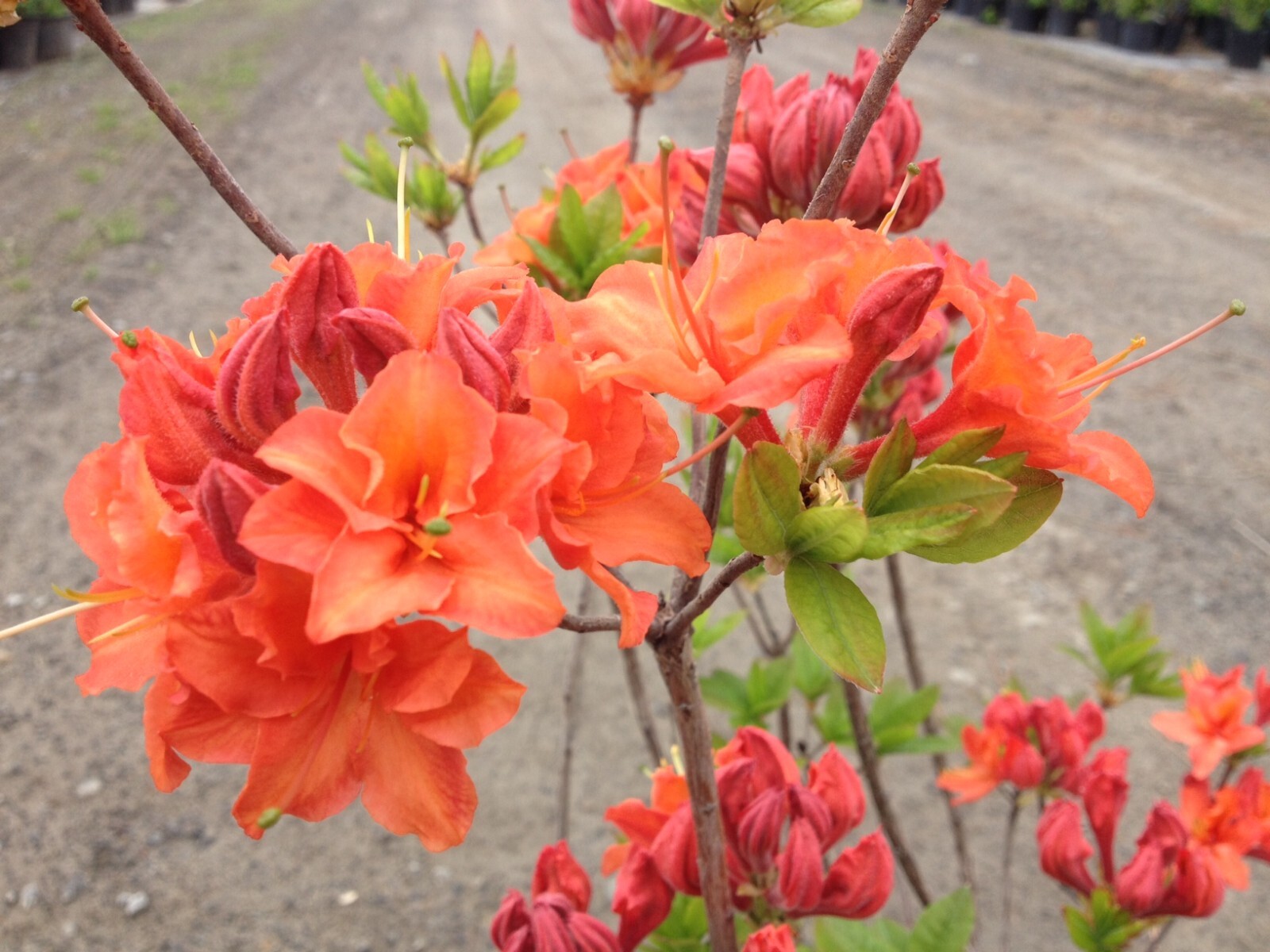 MANDARIN~Azalea Rhododendron Hybrid~STARTER Plant~MAY BE DORMANT