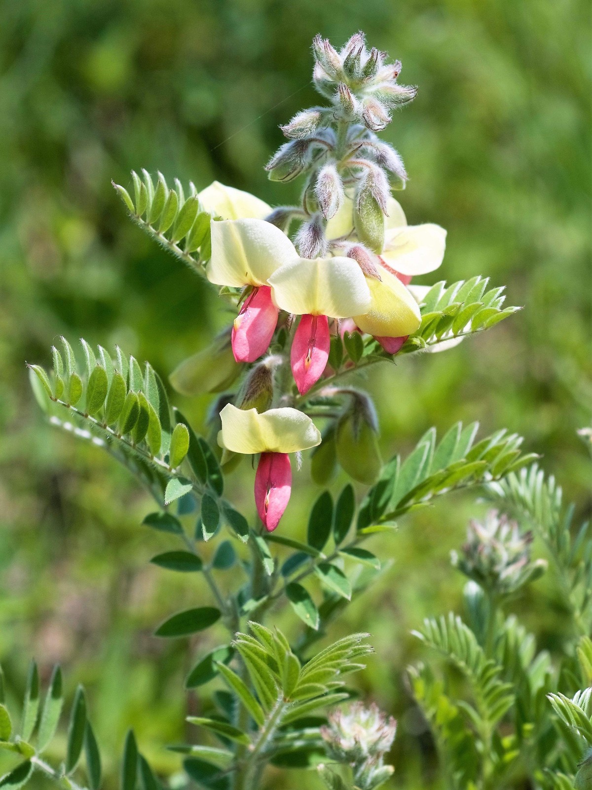 30 GOAT’S RUE Tephrosia Virginiana Cracca Flower Grass Legume Ground Cover Seeds