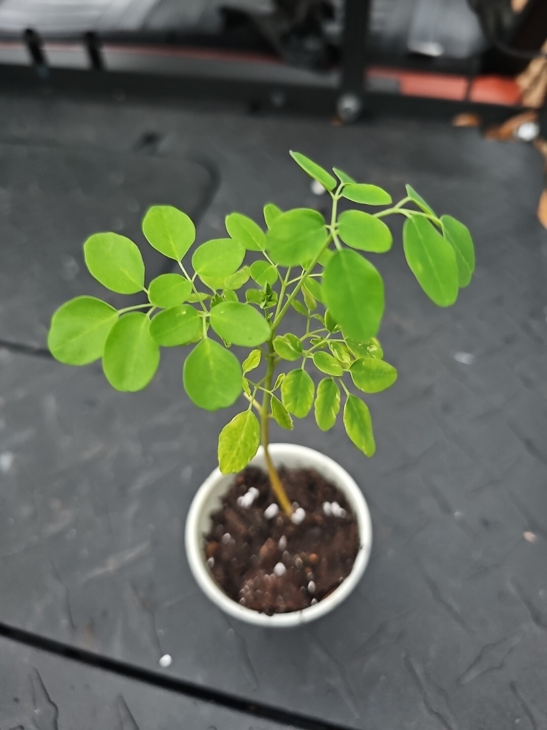 Moringa Rooted Live Plant 8″ + Tree Of Life Food Forest Plus 2 Extra Seeds