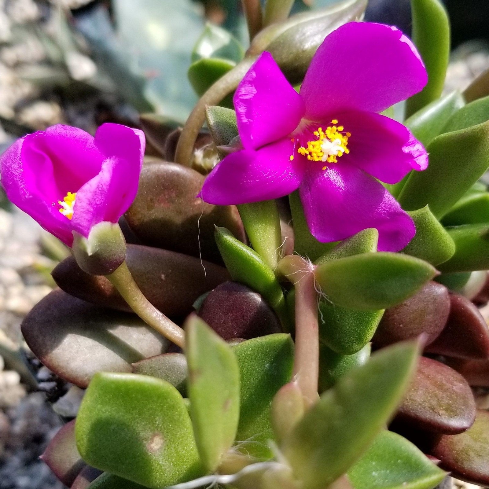 Sand Rose Succulent Anacampseros rufescens Live Plant 4″ Pot Pink Flower