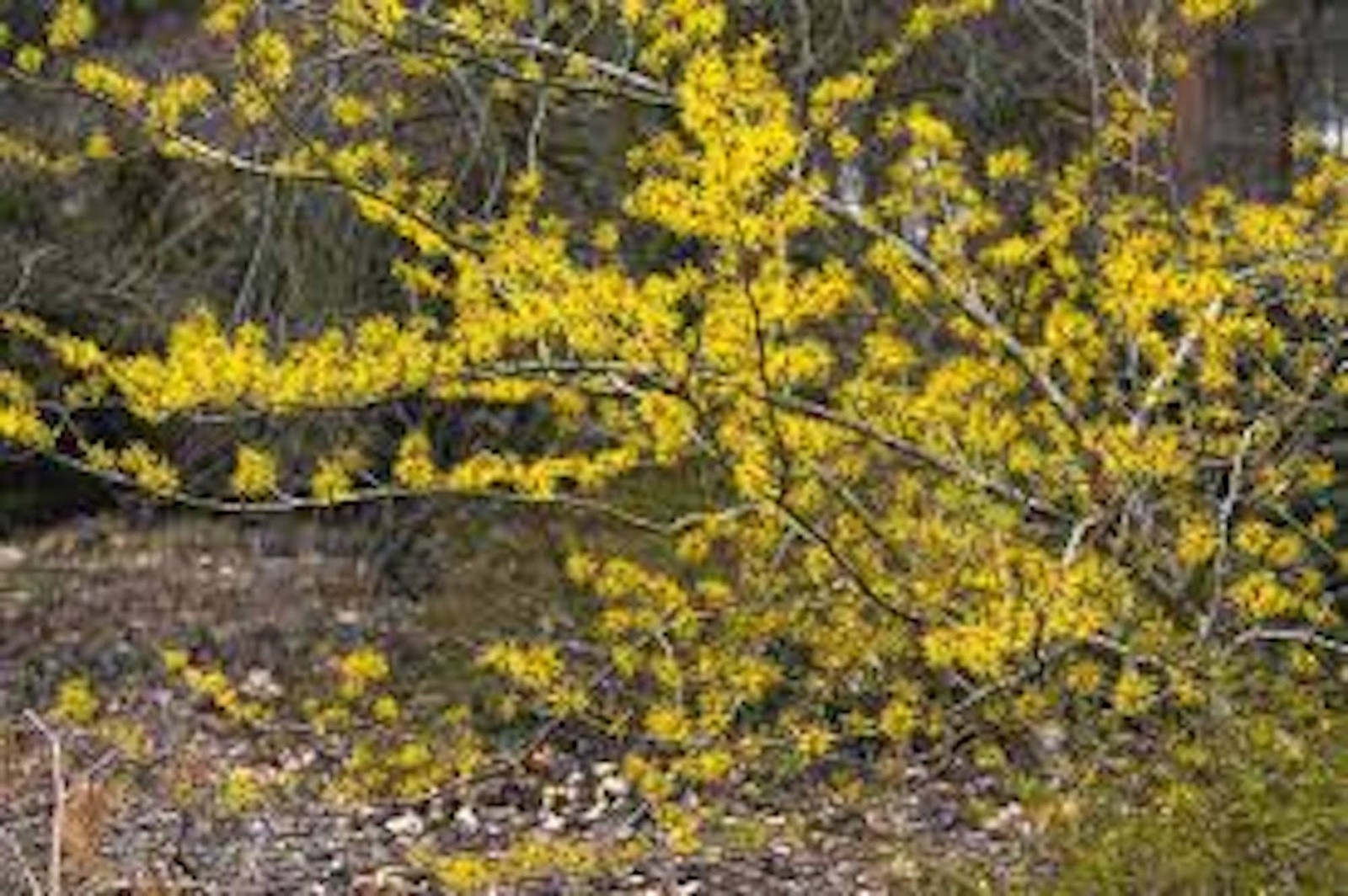 1 Witch Hazel Tree 12-24″ Tall Hamamelis virginiana Native Tree Bare Root