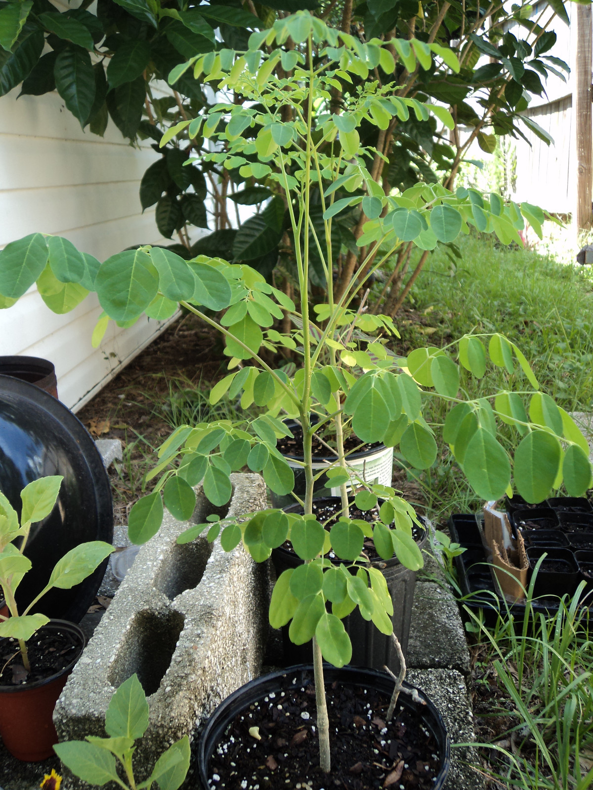 MORINGA SEEDS $6.99 (oleifera) malunggay,Grow your own Super Food! Survival Food
