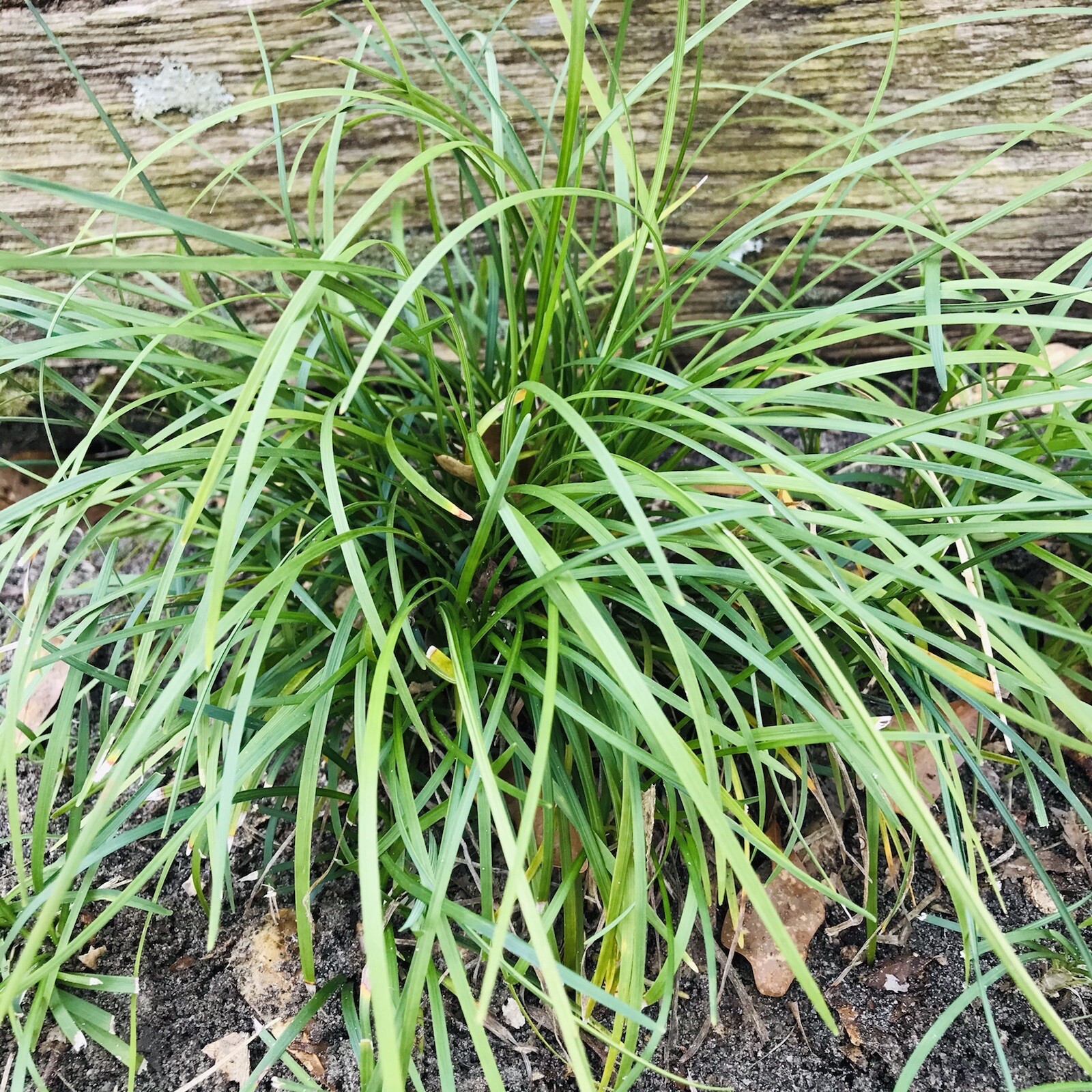 Mondo Grass 50 Plugs Pips Evergreen Ground Cover or Border Bare Root Free Ship